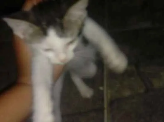 Gato ra a Sem raça definida idade Abaixo de 2 meses nome Sem nome