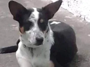 Cachorro raça Australian com Border collie  idade 2 a 6 meses nome Maike