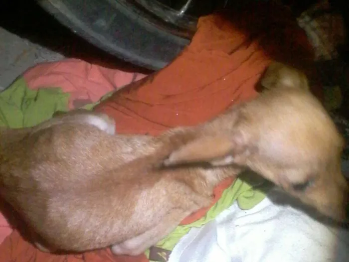 Cachorro raça Pinscher idade 7 a 11 meses nome Pink