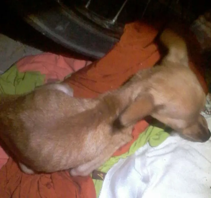 Cachorro raça Pinscher idade 7 a 11 meses nome Pink