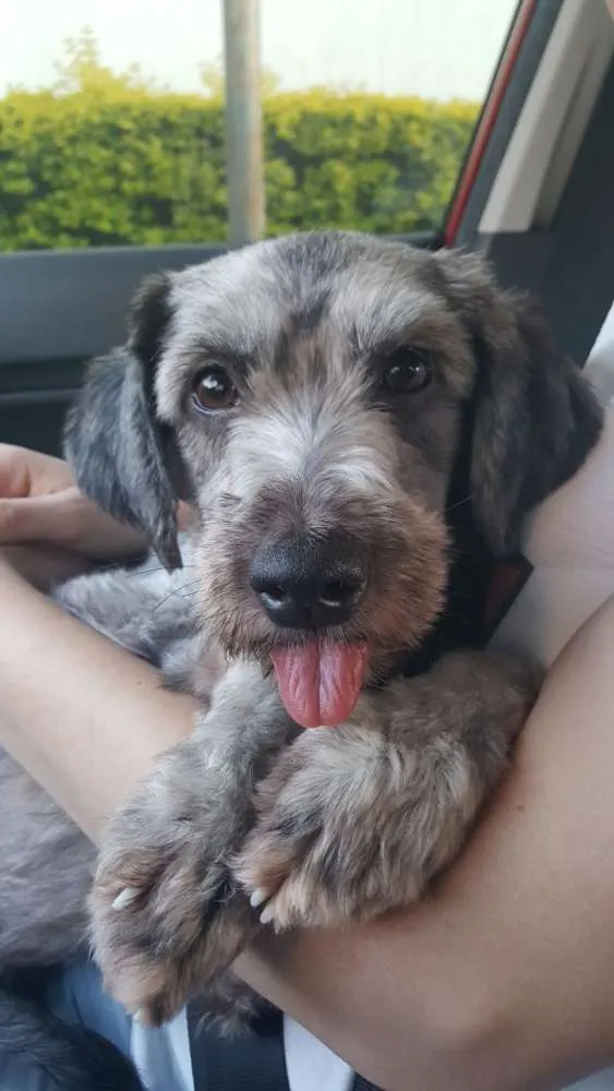 Cachorro ra a Poodle idade 2 anos nome Luna