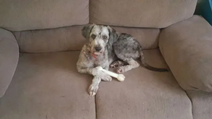 Cachorro ra a Poodle idade 2 anos nome Luna