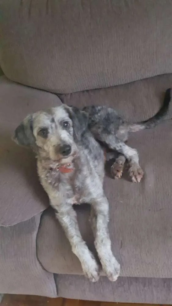Cachorro ra a Poodle idade 2 anos nome Luna