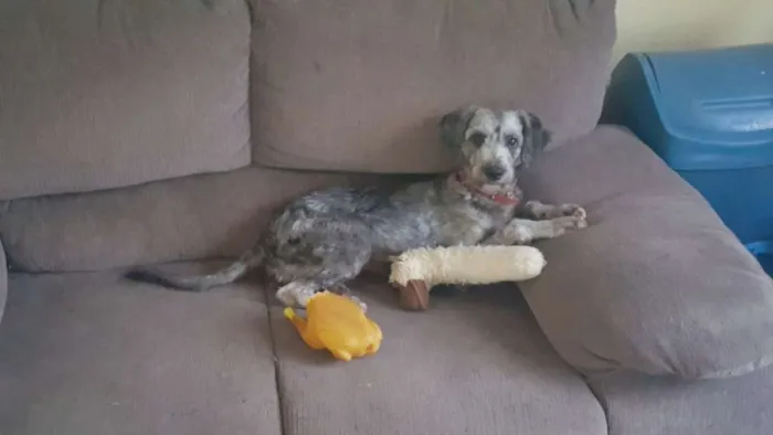 Cachorro ra a Poodle idade 2 anos nome Luna
