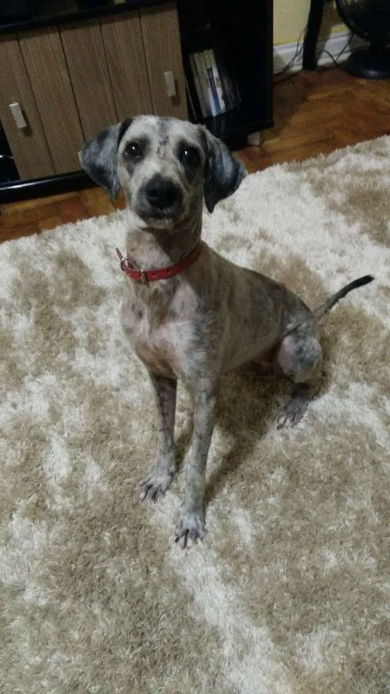 Cachorro ra a Poodle idade 2 anos nome Luna