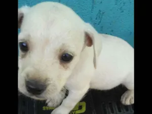 Cachorro raça Indefinida idade 2 a 6 meses nome Mel