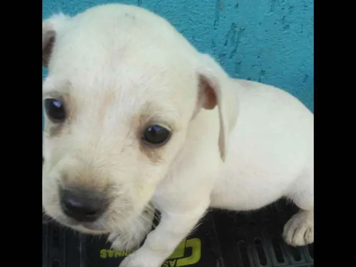 Cachorro ra a Indefinida idade 2 a 6 meses nome Mel