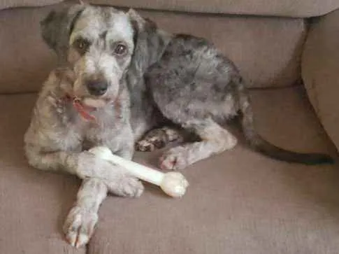 Cachorro ra a Poodle idade 2 anos nome Luna