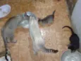 Gato