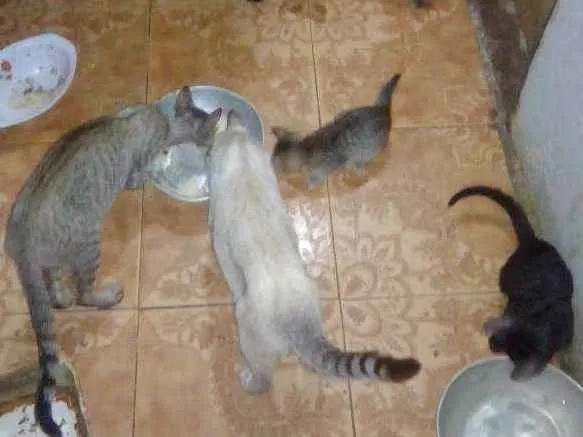 Gato ra a Ambos (mais de 1 animal idade Abaixo de 2 meses nome Gato