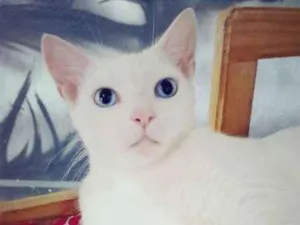Gato raça SRD idade 7 a 11 meses nome Chiara