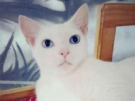 Gato ra a SRD idade 7 a 11 meses nome Chiara