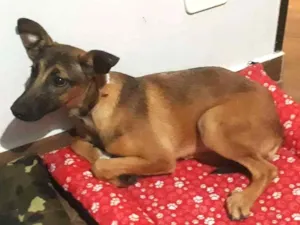 Cachorro raça Não definida idade 2 a 6 meses nome Luly