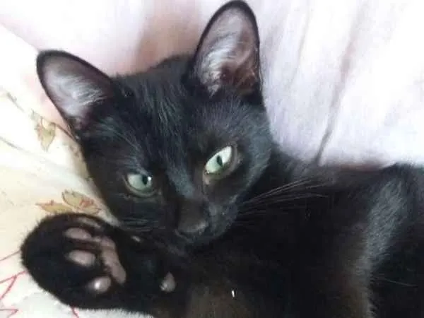 Gato ra a SRD idade 2 a 6 meses nome Violeta