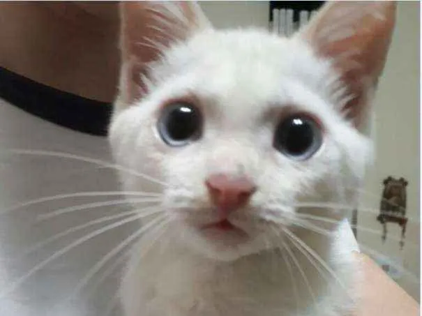 Gato ra a SRD idade 7 a 11 meses nome Vick