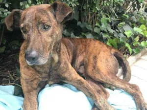 Cachorro raça Australian Cattle Dog/viralata idade 3 anos nome Tigro