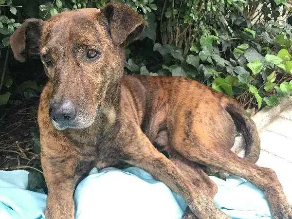 Cachorro ra a Australian Cattle Dog/viralata idade 3 anos nome Tigro