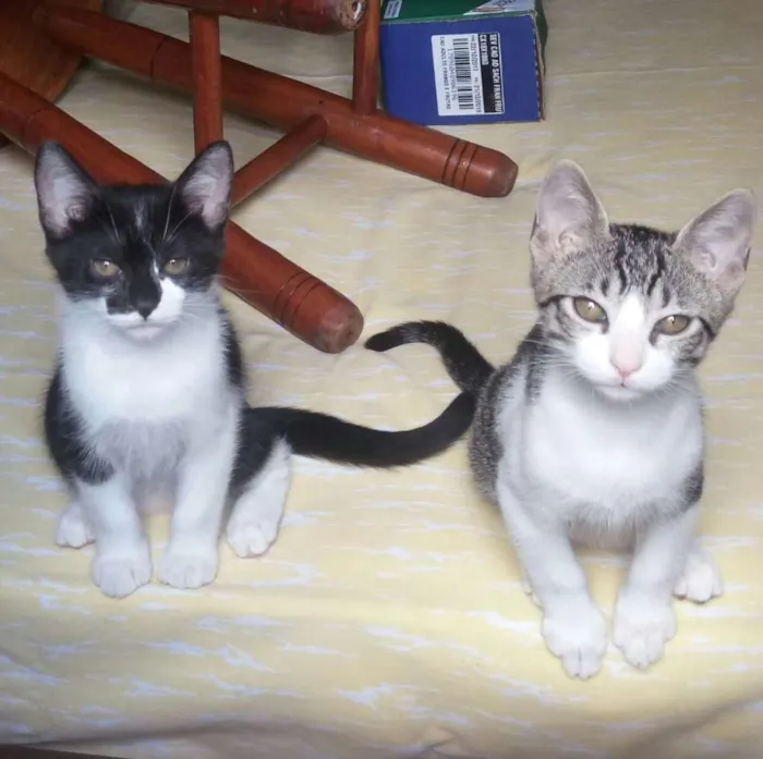 Gato ra a SRD idade 2 a 6 meses nome Tommy , Billy