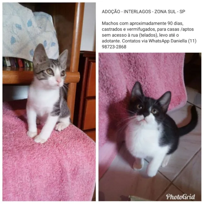 Gato ra a SRD idade 2 a 6 meses nome Tommy , Billy