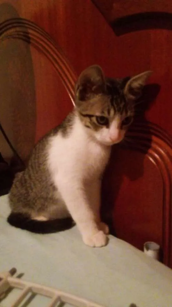 Gato ra a SRD idade 2 a 6 meses nome Tommy , Billy