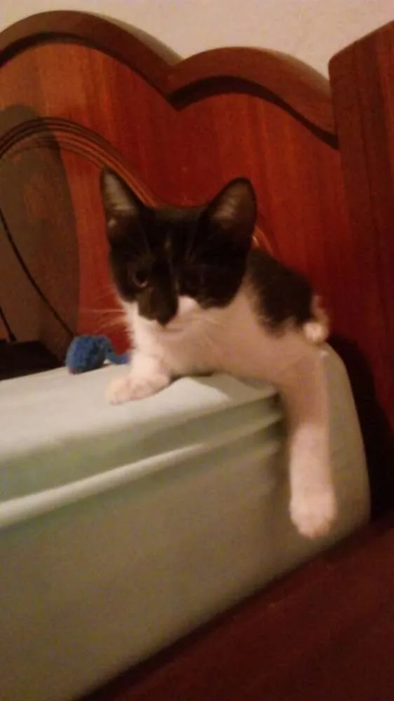 Gato ra a SRD idade 2 a 6 meses nome Tommy , Billy