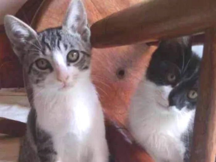 Gato ra a SRD idade 2 a 6 meses nome Tommy , Billy