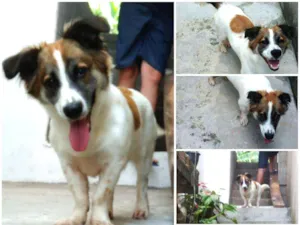 Cachorro raça Vira lata idade 7 a 11 meses nome Fofinho