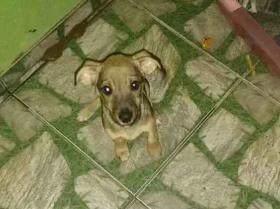 Cachorro ra a Sem raça definida idade 2 a 6 meses nome Edy