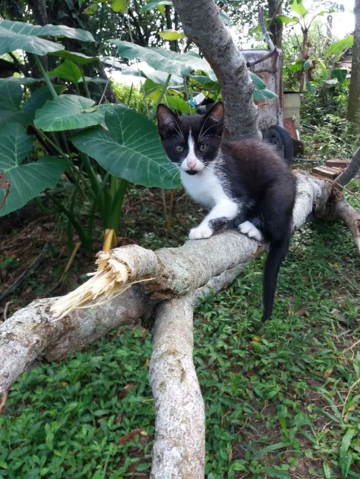 Gato ra a  idade 2 a 6 meses nome Gatinhos 