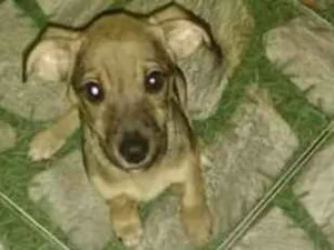 Cachorro raça Sem raça definida idade 2 a 6 meses nome Edy