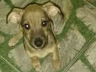 Cachorro ra a Sem raça definida idade 2 a 6 meses nome Edy