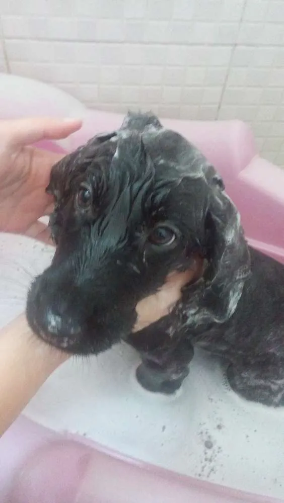 Cachorro ra a Cocker idade 2 a 6 meses nome Cake