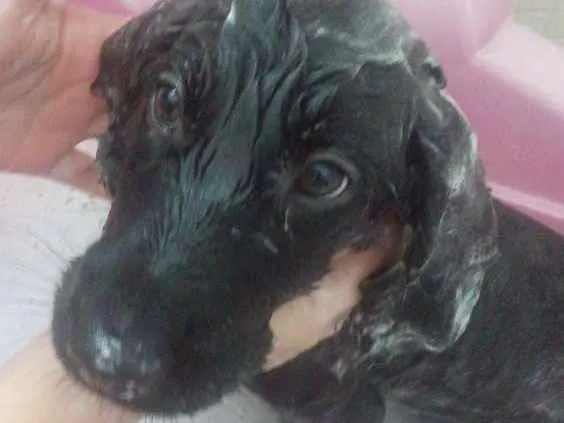 Cachorro ra a Cocker idade 2 a 6 meses nome Cake