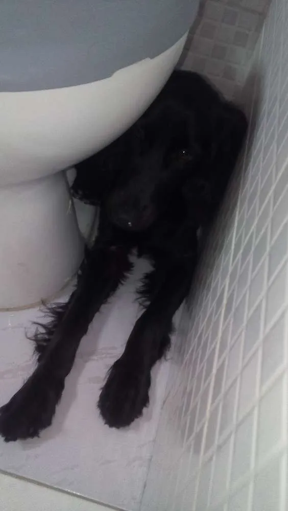 Cachorro ra a Cocker idade 2 a 6 meses nome Cake