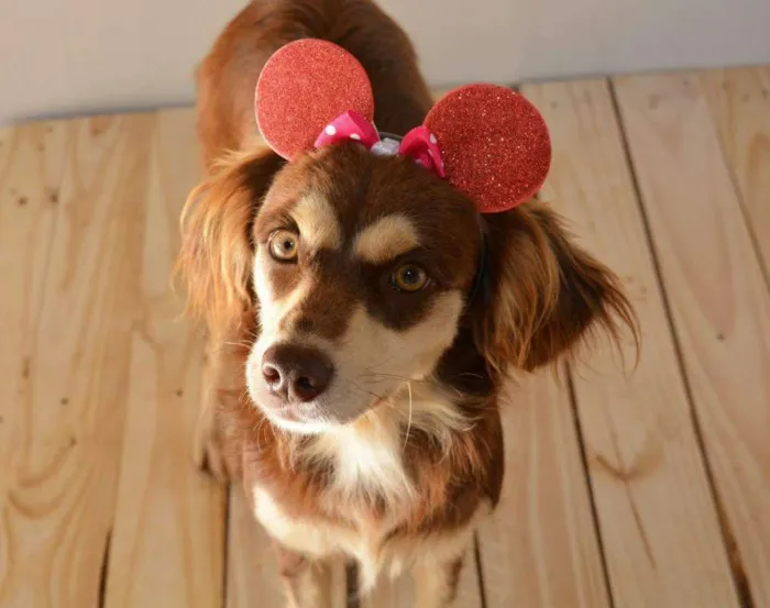 Cachorro ra a SRD idade 1 ano nome sabrina