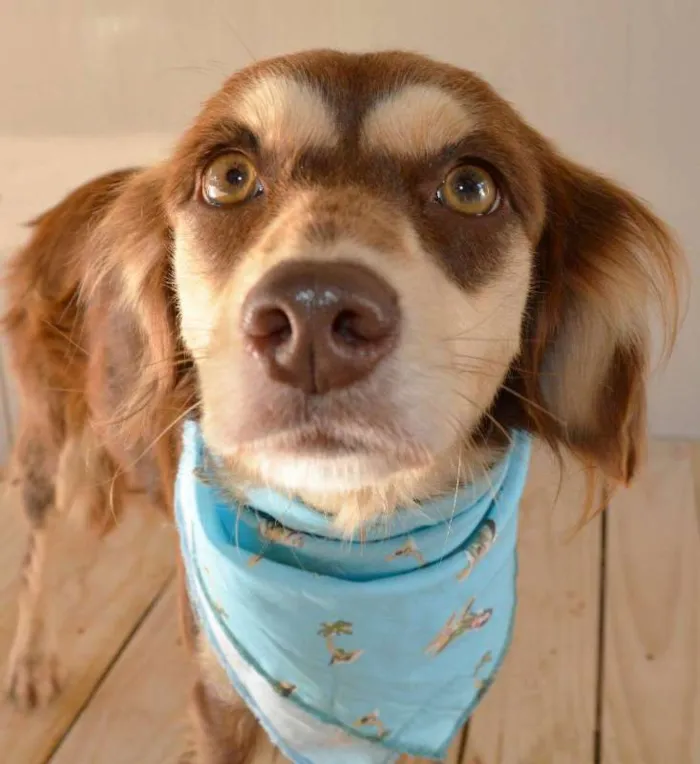 Cachorro ra a SRD idade 1 ano nome sabrina