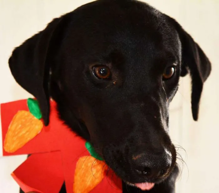 Cachorro ra a SRD idade 1 ano nome lipe