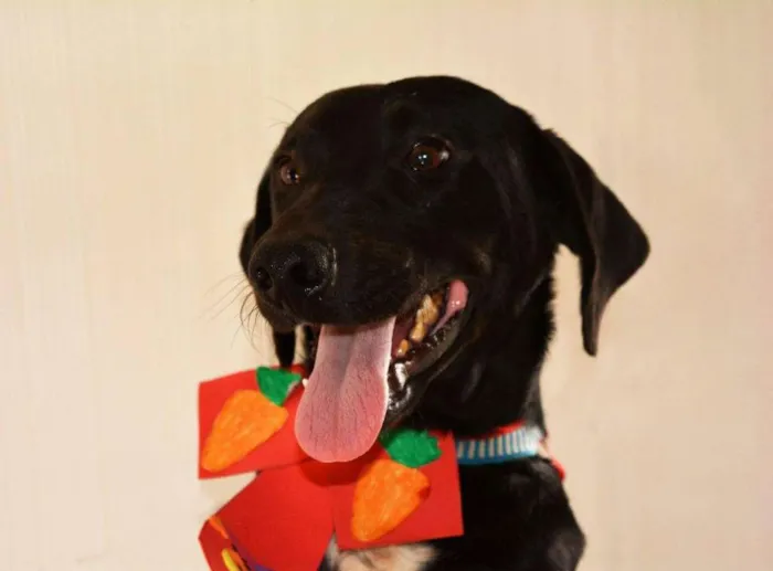 Cachorro ra a SRD idade 1 ano nome lipe