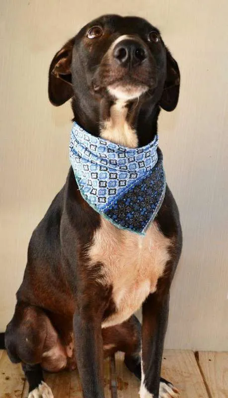 Cachorro ra a SRD idade 1 ano nome beto