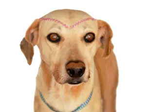 Cachorro raça SRD idade 2 anos nome celi