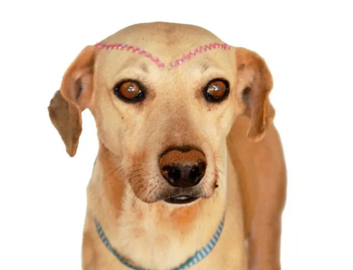 Cachorro ra a SRD idade 2 anos nome celi