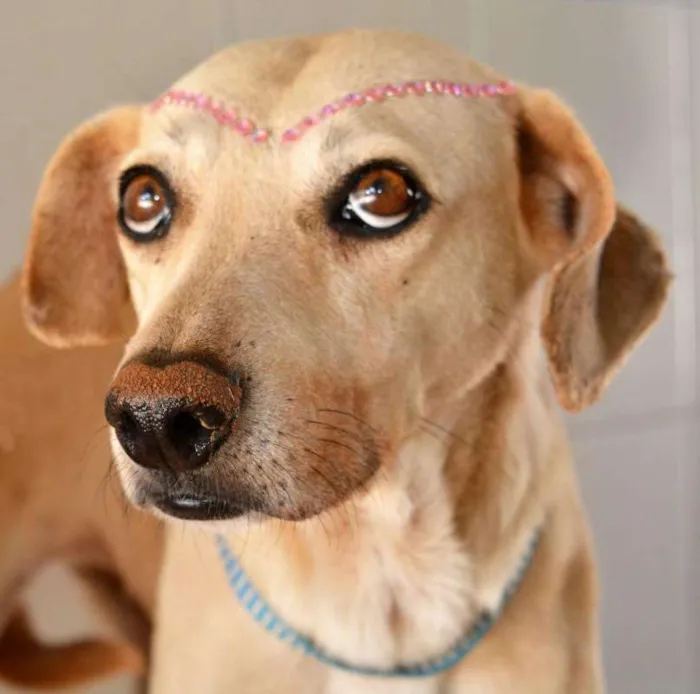 Cachorro ra a SRD idade 2 anos nome celi