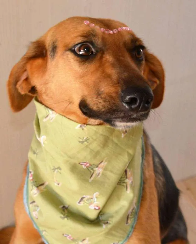 Cachorro ra a srd idade 1 ano nome laura