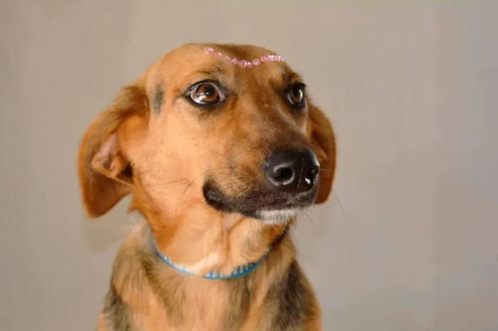 Cachorro ra a srd idade 1 ano nome laura