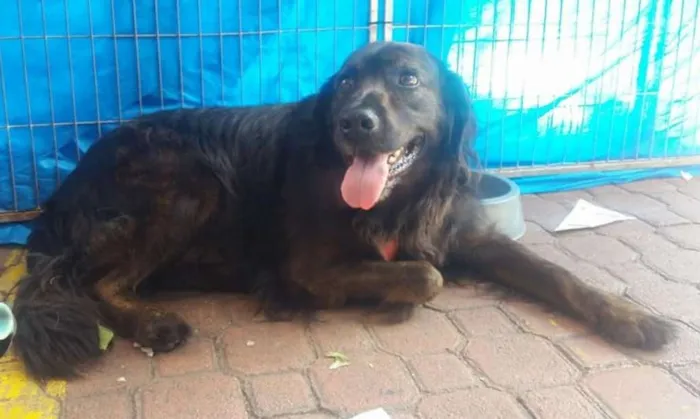 Cachorro ra a SRD idade 2 anos nome Urso