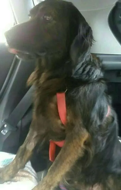Cachorro ra a SRD idade 2 anos nome Urso