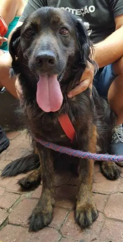 Cachorro ra a SRD idade 2 anos nome Urso