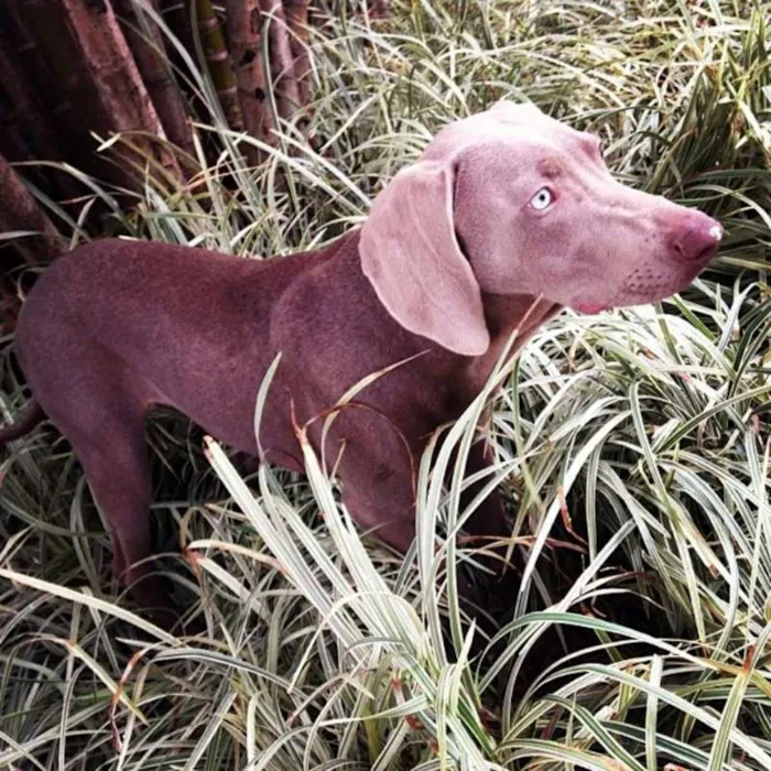 Cachorro ra a Weimaraner  idade 6 ou mais anos nome Wei
