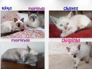 Gato raça Siamês idade 2 a 6 meses nome Siameses siamados 