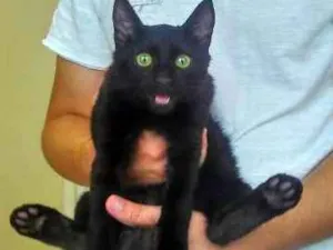 Gato raça não definida idade 2 a 6 meses nome Bruce GRATIFICA